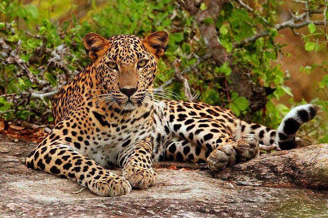 Yala National Park Private Safari trip from Galle/Unawatuna/Mirissa - Why This Tour Delivers Real Value