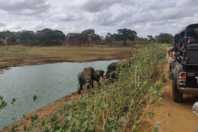 Yala National Park Safari from Bentota - Who Would Love This Safari?
