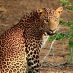 Yala National Park Safari from Ella - What This Tour Offers: A Detailed Breakdown