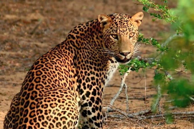 Yala National Park Safari from Ella - What This Tour Offers: A Detailed Breakdown