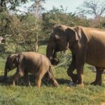 Yala National Park Safari from Galle - FAQs