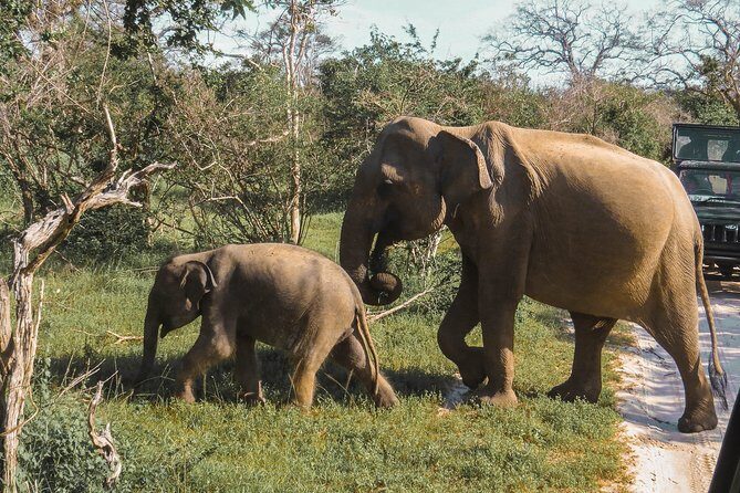 Yala National Park Safari from Galle - FAQs