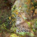 Yala National Park Safari |From Hambantota Port (Shore Excursion) - Whats Included & Whats Not