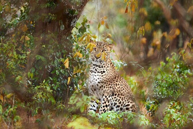 Yala National Park Safari |From Hambantota Port (Shore Excursion) - Whats Included & Whats Not