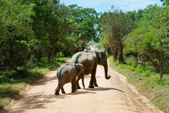 Yala National Park Safari from Hambantota port (Shore Excursion) - Authentic Experiences and Real-life Insights from Reviewers