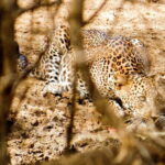 Yala National Park Safari from Hambantota Seaport - The Practical Side: Pricing and Value