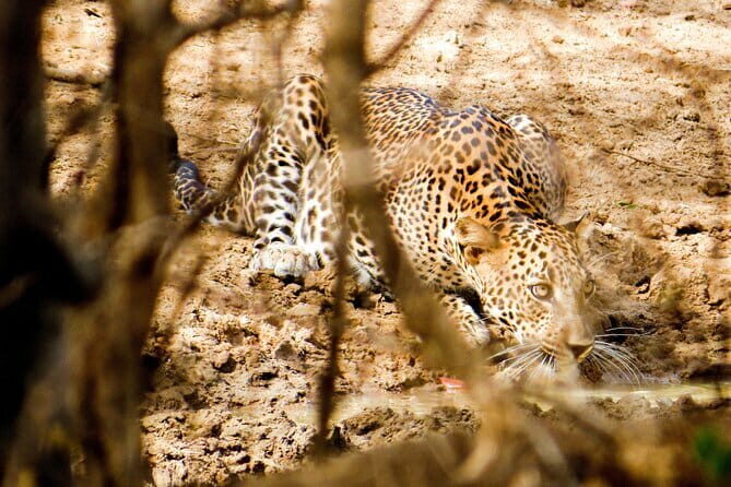 Yala National Park Safari from Hambantota Seaport - The Practical Side: Pricing and Value