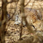 Yala National Park Safari from Koggala - What’s Included and What You Should Budget For