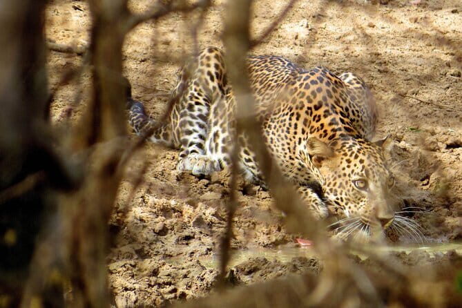 Yala National Park Safari from Koggala - What’s Included and What You Should Budget For