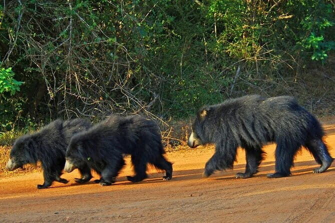 Yala National Park Safari - Half day and Full day - Who Is This Tour Best For?