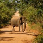 Yala National Park Safari Tour From Hambantota port - Final Thoughts