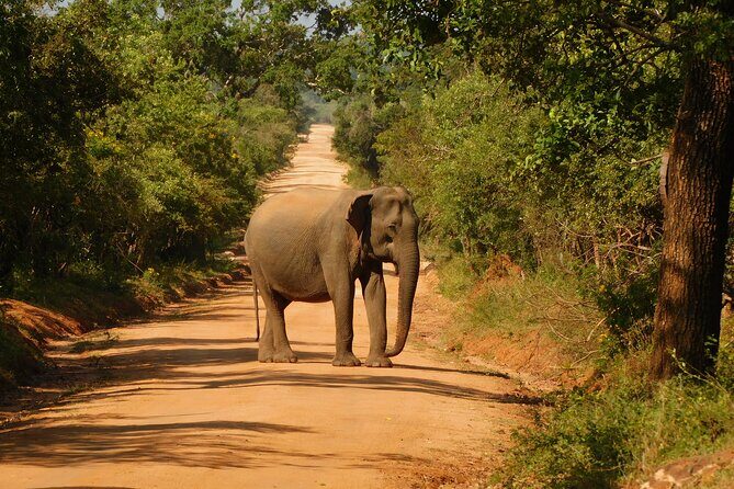 Yala National Park Safari Tour From Hambantota port - Final Thoughts