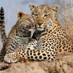 Yala National Park Safari Tours From Hambantota port - What’s Included, and What You Should Budget For