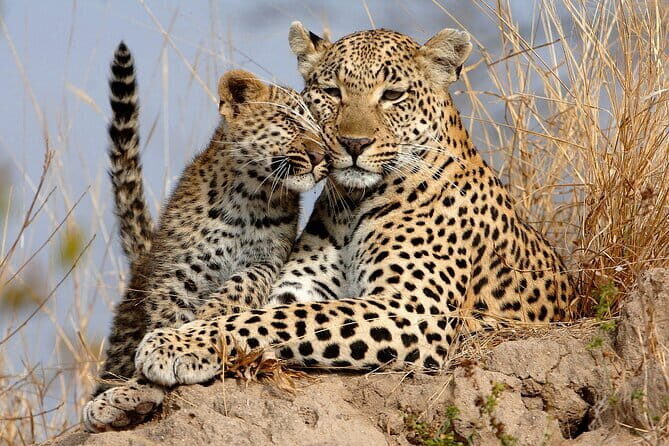 Yala National Park Safari Tours From Hambantota port - What’s Included, and What You Should Budget For