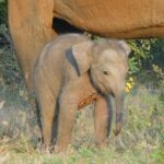 Yala National Park Safari Tours - Half Day & Full Day - Who Will Love This Safari?