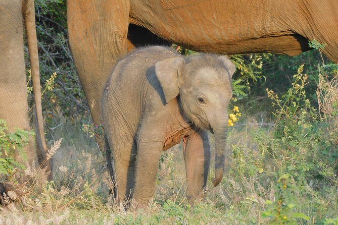 Yala National Park Safari Tours - Half Day & Full Day - Who Will Love This Safari?