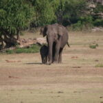Yala National Park Tour From Hambantota Port - Who Is This Tour Best Suited For?