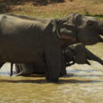 Yala National Park Tour from Hambantota Port Janaka Safari - Who Should Consider This Tour?