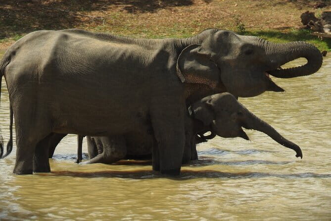 Yala National Park Tour from Hambantota Port Janaka Safari - Who Should Consider This Tour?