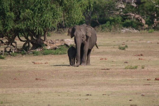 Yala National Park Tour From Hambantota Port - Who Is This Tour Best Suited For?