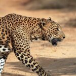 Yala National Park Wildlife Safari/ Game Drive - by Ajith Safari - Transport and Comfort
