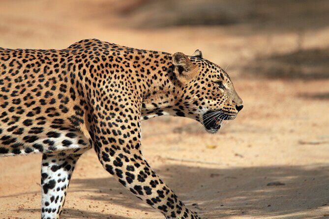 Yala National Park Wildlife Safari/ Game Drive - by Ajith Safari - Transport and Comfort