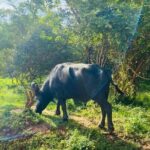 Yala Private Safari Jeep Half Day - The Authentic Safari Experience