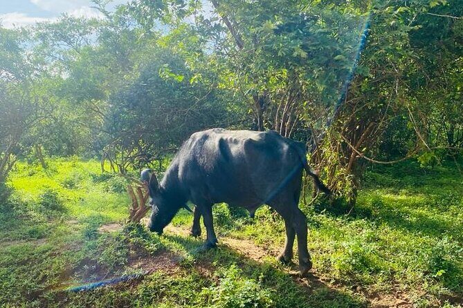 Yala Private Safari Jeep Half Day - The Authentic Safari Experience