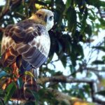 Yala Safari by Yala Safari Wonders - What to Expect: The Itinerary Breakdown