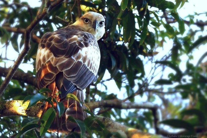 Yala Safari by Yala Safari Wonders - What to Expect: The Itinerary Breakdown
