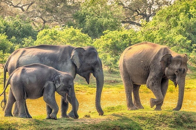 Yala Safari Drive From Ella - Why This Tour Works Well