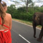 Yala Safari Drive From Galle, Weligama, Mirissa & Dickwella - What the Reviews Say