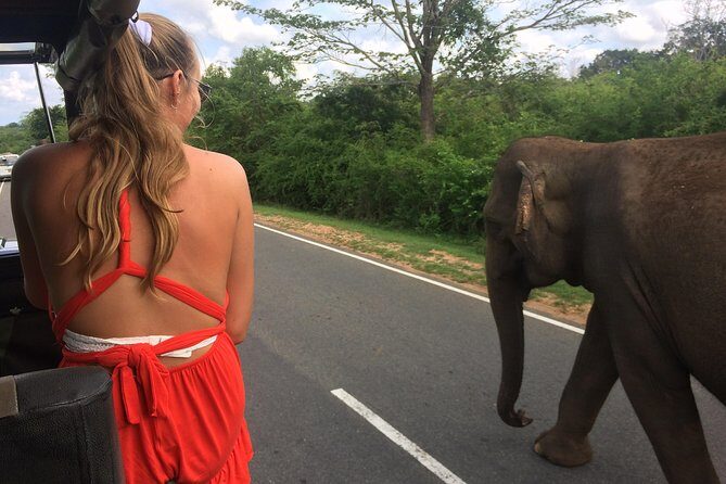 Yala Safari Drive From Galle, Weligama, Mirissa & Dickwella - What the Reviews Say
