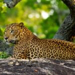 Yala Safari from Hambantota Port by BTM - Private & All Inclusive - Pickup and Transportation