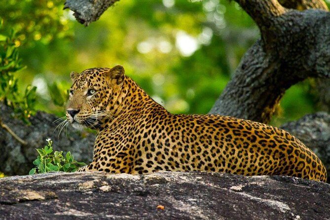 Yala Safari from Hambantota Port by BTM - Private & All Inclusive - Pickup and Transportation