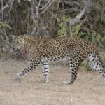 Yala Safari Jeep tour with Abraham Travel - In-Depth Look at the Itinerary