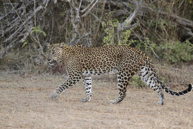 Yala Safari Jeep tour with Abraham Travel - In-Depth Look at the Itinerary