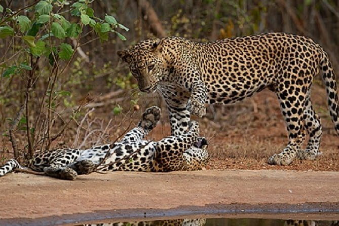 Yala Safari Private Day Tour From Kaluthara/Beruwala/Bentota/Kosgoda/Ahungalla - Potential Drawbacks or Considerations