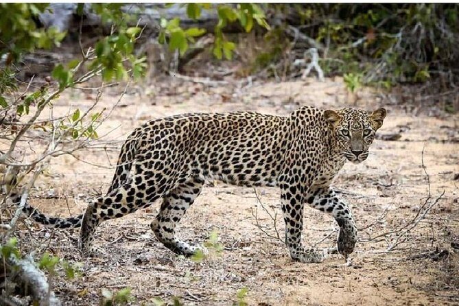Yala Safari Private Day Tour Kaluthara/Beruwala/Bentota/Kosgoda/Ahungalla - Analyzing the Value