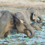 YALA SAFARI TOUR From Galle/Unawatuna/Mirissa/Matara/Tangalle - Real Traveler Insights & Experience Highlights