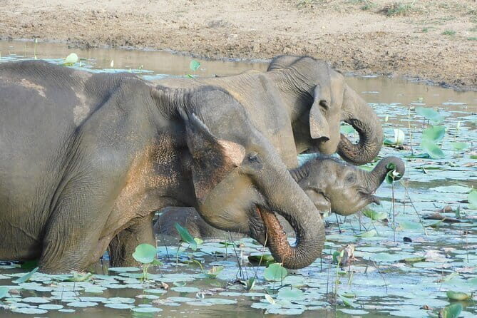 YALA SAFARI TOUR From Galle/Unawatuna/Mirissa/Matara/Tangalle - Real Traveler Insights & Experience Highlights