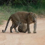 YALA SAFARI TOUR from Galle/Unawatuna/Mirissa/Tangalle/Ella - Who Should Consider This Tour?