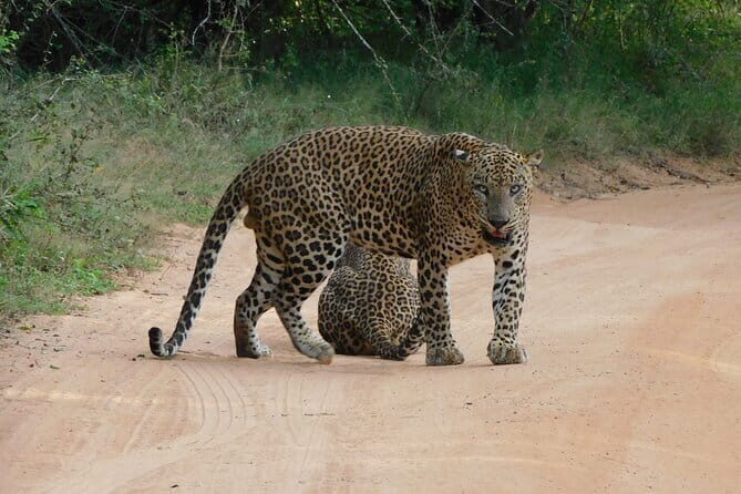 YALA SAFARI TOUR from Galle/Unawatuna/Mirissa/Tangalle/Ella - Who Should Consider This Tour?