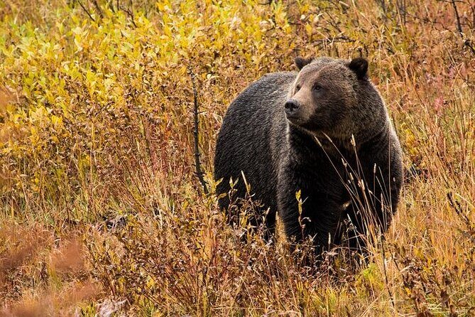 Yellowstone & Grand Teton National Parks: Small Group 6-Day Tour - Days 3 & 4: Yellowstones geothermal wonders