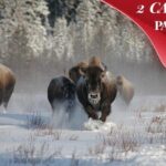 Yellowstone & Grand Teton National Parks Winter Tour 5-Day - The Experience: What Sets This Tour Apart