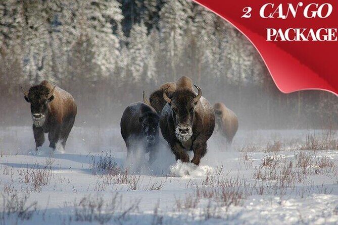 Yellowstone & Grand Teton National Parks Winter Tour 5-Day - The Experience: What Sets This Tour Apart