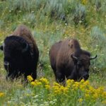 Yellowstone National Park - Private Lower Loop Adventure - Exploring Yellowstone’s Lower Loop: A Well-Curated Itinerary
