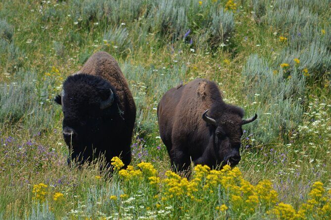 Yellowstone National Park - Private Lower Loop Adventure - Exploring Yellowstone’s Lower Loop: A Well-Curated Itinerary