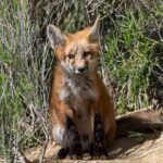 Yellowstone Two-Step 2 Days Upper+Lower Loop Fr.West Yellowstone - Final Thoughts