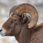 Yellowstone Winter Wildlife Safari from Bozeman - Private Tour - The Value and Who It’s Best For